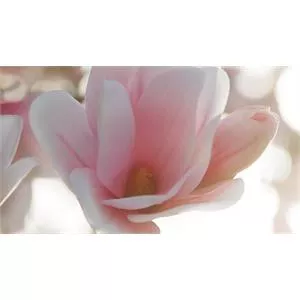 Estee Lauder Beautiful Magnolia Eau de Parfum Spray 50ml
